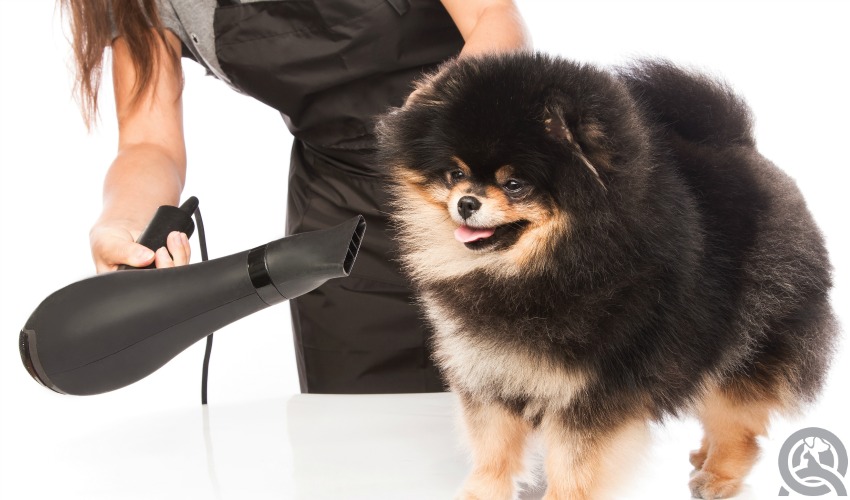 hair dryer for dogs