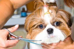 become a professional dog groomer