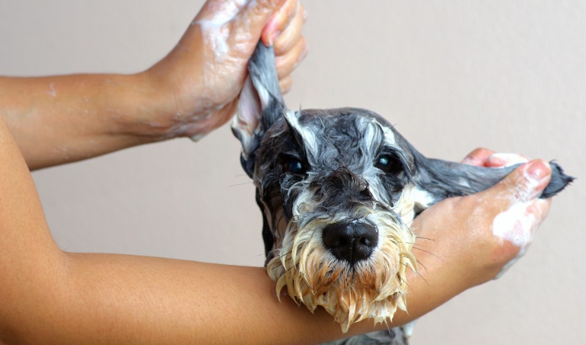 dog grooming course