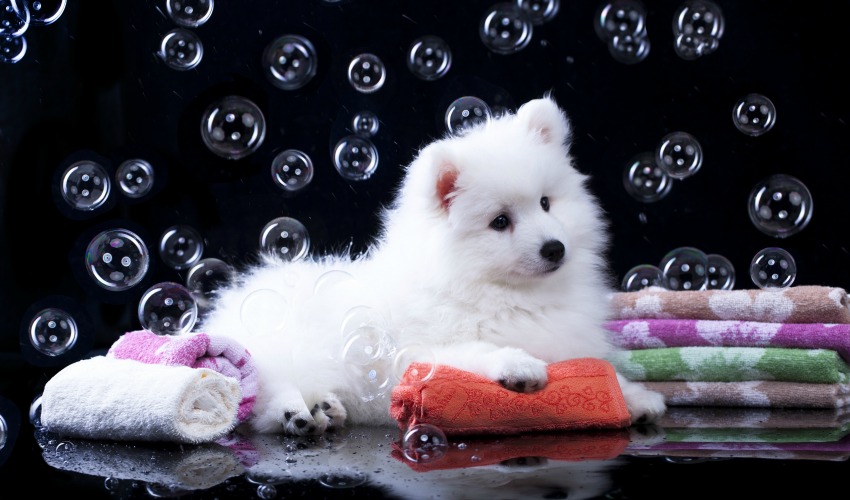 Dog grooming tips for freelance groomers