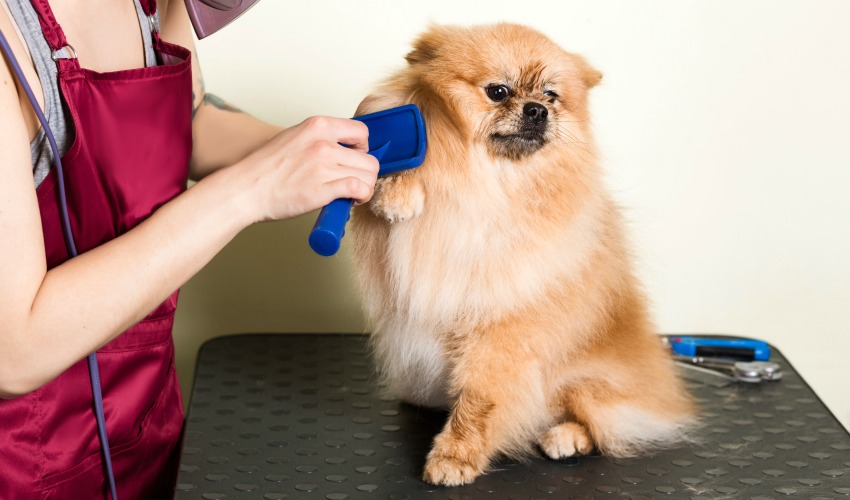 Example of professional dog grooming tools and gadgets