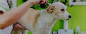 Schedule for a freelance dog grooming business