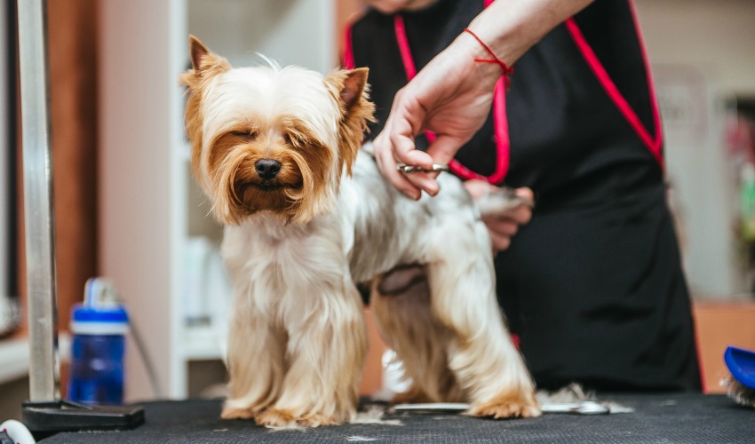 Learn puppy care as a professional dog groomer