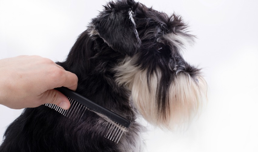 Learn to comb a dog in an online dog grooming class