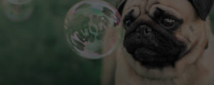 dog playing outside with bubbles promo picture for dog grooming business