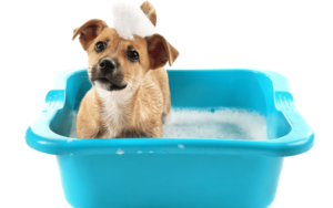 little puppy in bath with bubbles on head