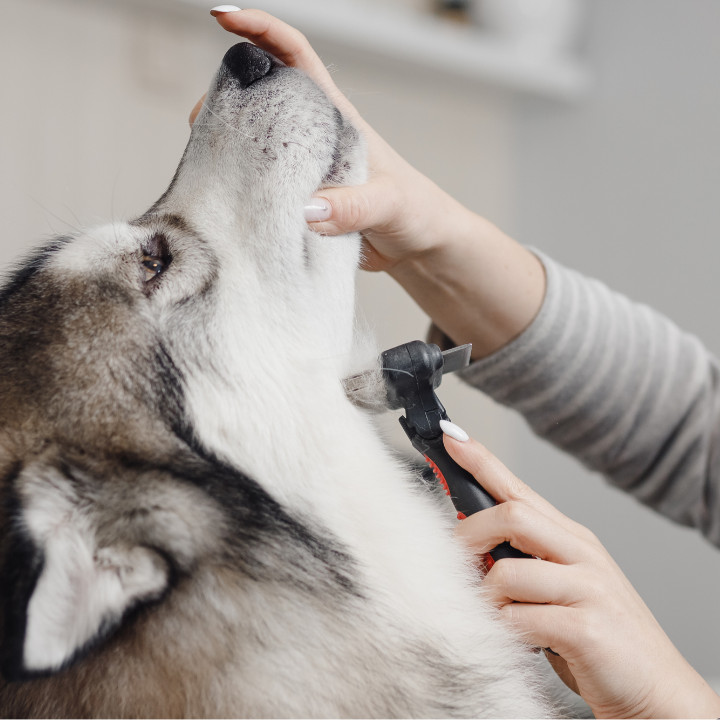 freelancing dog groomer grooming husky
