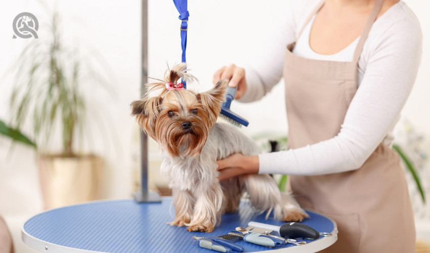 professional dog grooming