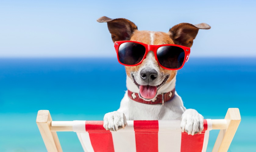 Sunglasses to protect dogs from hot weather