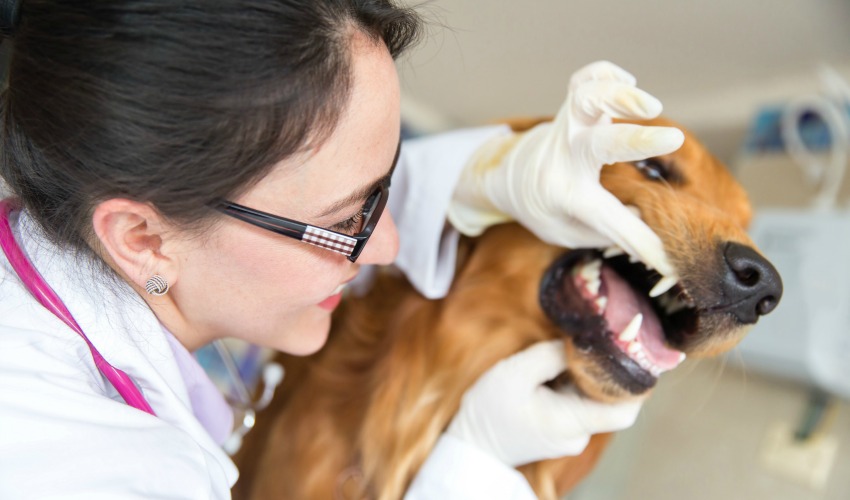 Role of vet vs. role of dog groomer