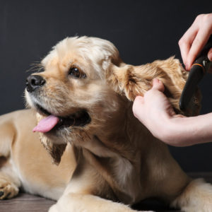 job description of a professional dog groomer grooming