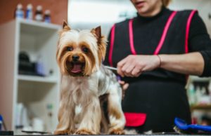 Dog grooming clippers for the salon