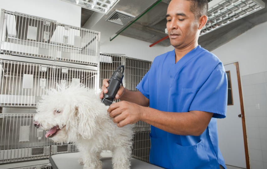 Career as a rescue dog groomer