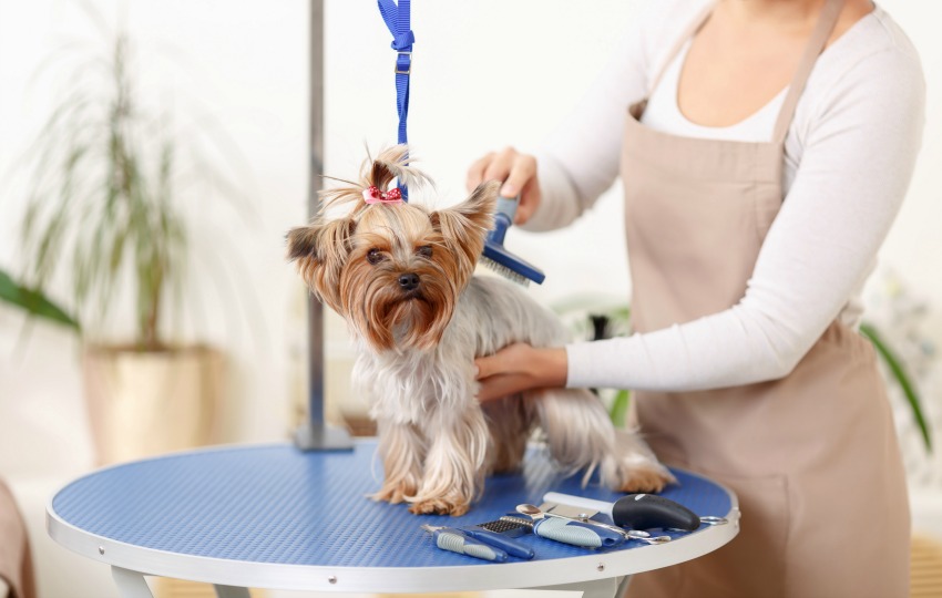 Running a dog grooming salon and business