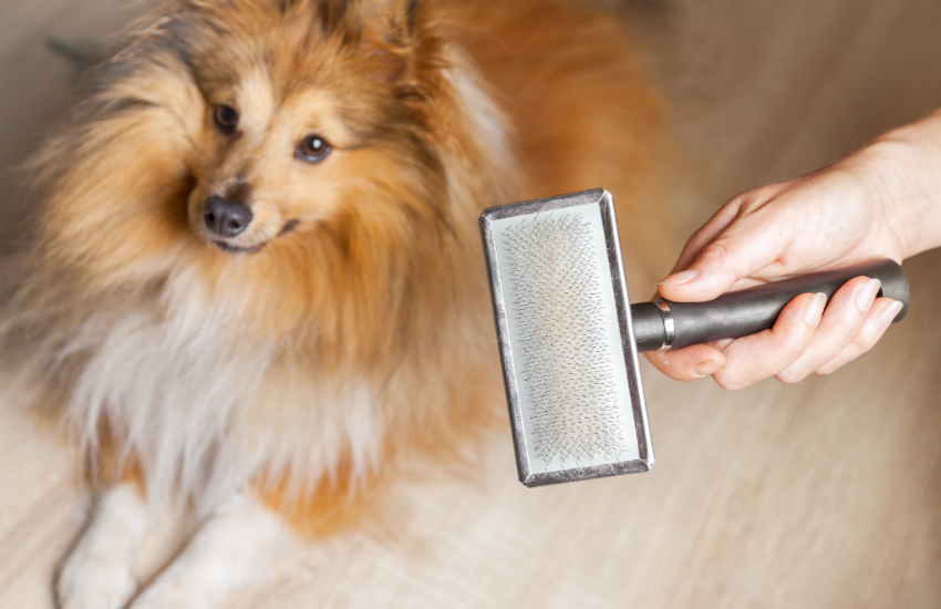 dog grooming course