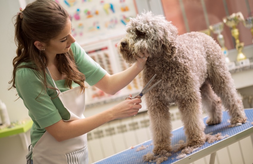 online dog grooming course