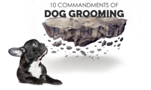 Rules for professional dog groomers