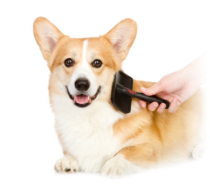 Becoming a certified dog groomer