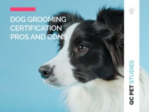 Certification process for dog groomers