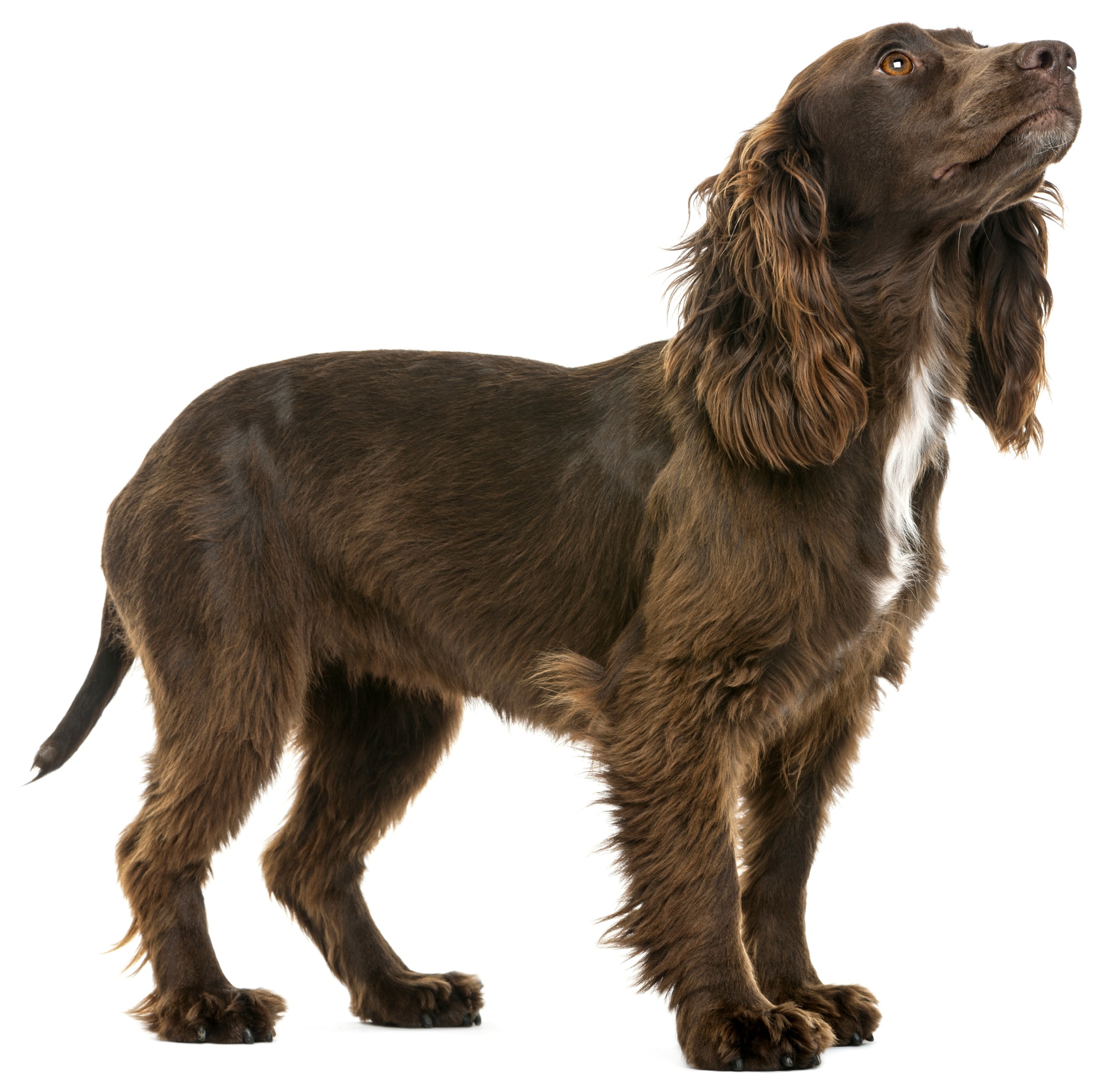 Dog Grooming Course Online QC Pet Studies