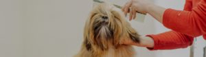 Importance of professional dog grooming schools