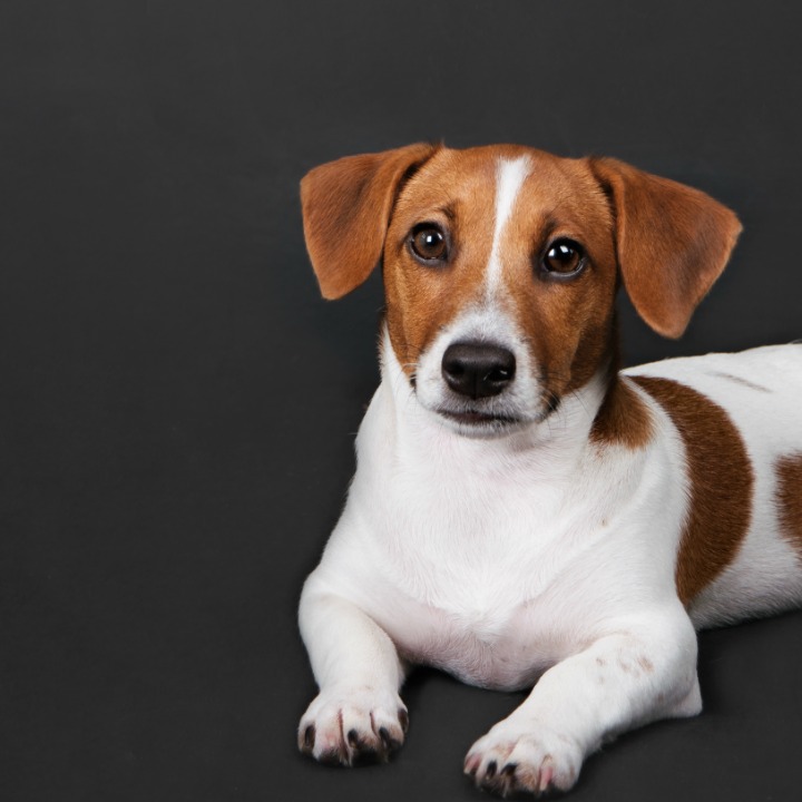 Top 5 Dog Grooming Myths - QC Pet Studies