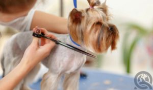 dog groomer certification