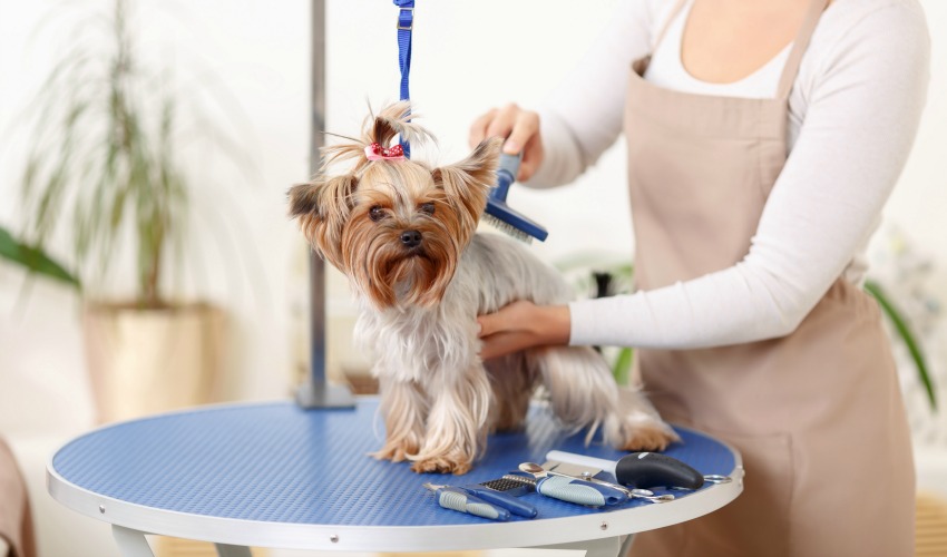 How to groom a small dog