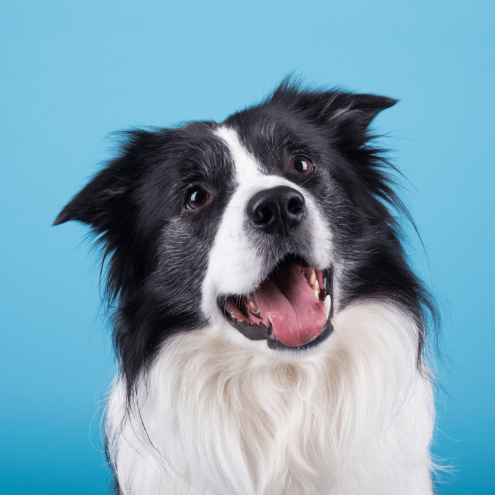 happy adult black and white border collie after seeing dog groomer