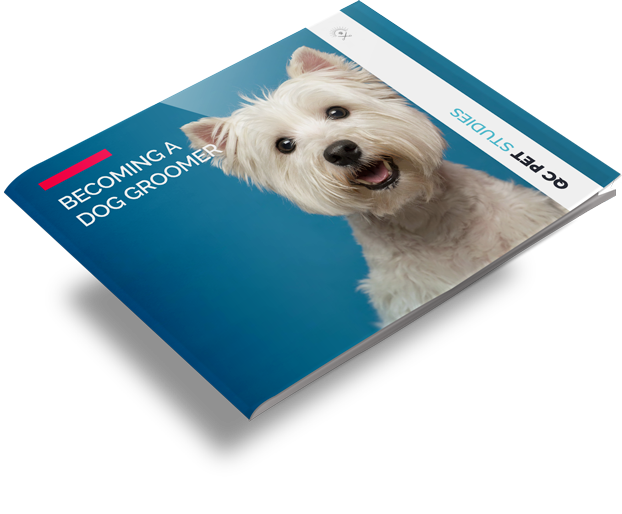 Become a certified dog groomer with online courses