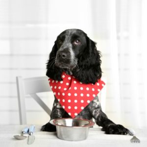 dog grooming course online