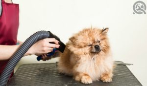 become a dog groomer