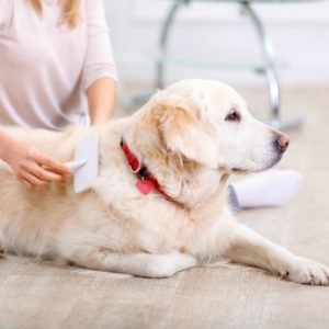 Learn dog grooming techniques for each breed