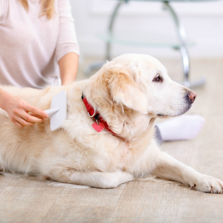 Learn dog grooming techniques for each breed