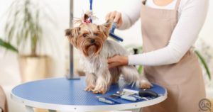 Professional pet grooming tables and restraints for grooming salons