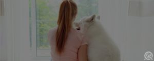 Samoyed family-friendly dog breed