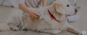Grooming cuts for dog breeds