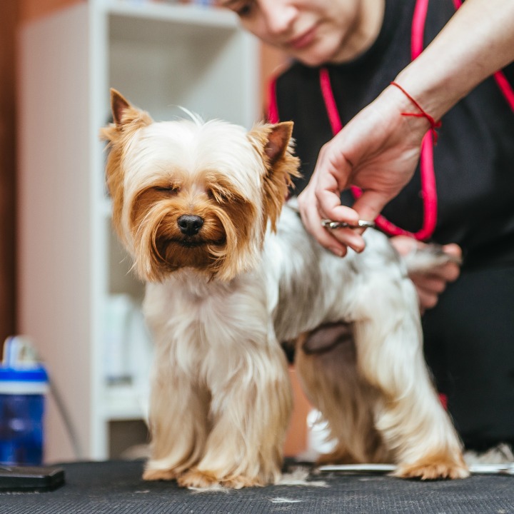 Free dog grooming kit with professional course from QC Pet Studies