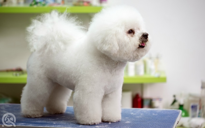 Dog grooming for different breeds