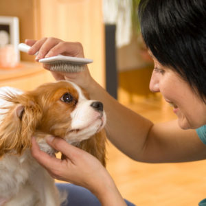 dog grooming school research