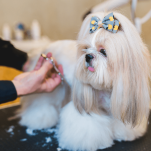Shih tzu professional dog grooming at a salon