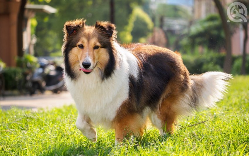 Groomed sheltie store