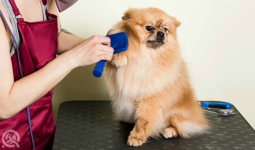 Assignments for online dog grooming schools