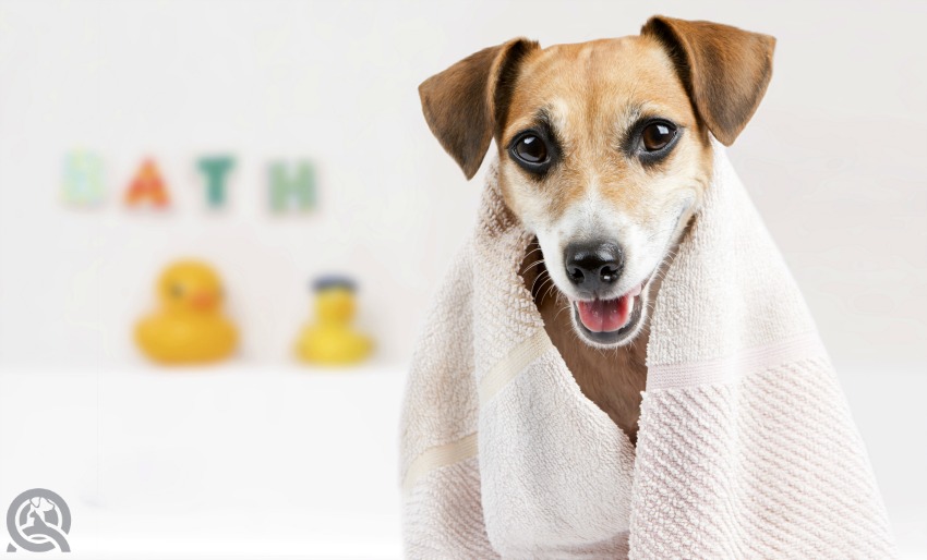 Bathing dogs as a professional groomers