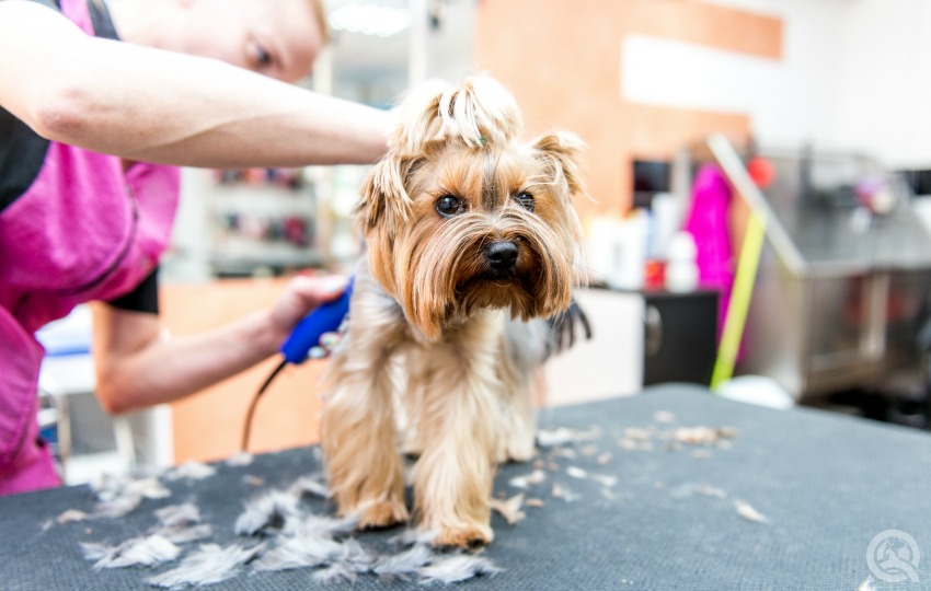 Learning dog grooming online with practical salon assignments