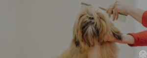 Join dog groomer associations