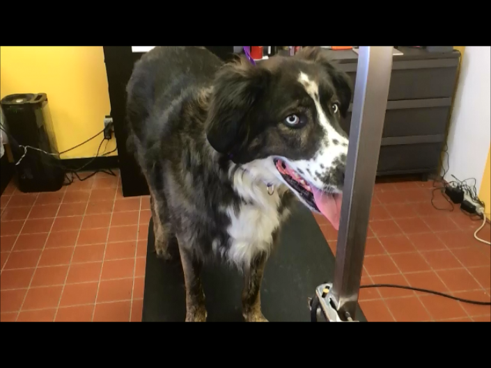 Dog Grooming Course Video QC Pet Studies