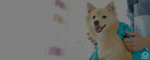 Apps for dog grooming businesses