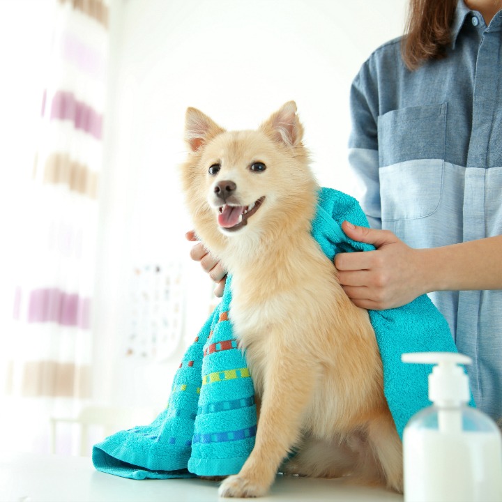 Starting a dog grooming salon