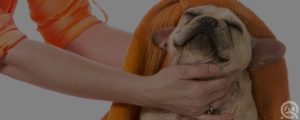 Online dog grooming courses for pet owners